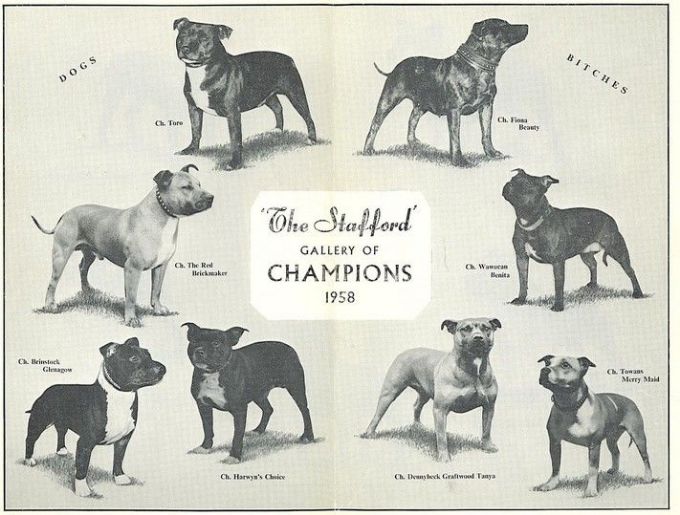 Joe mallen best sale staffordshire bull terrier